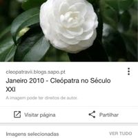 Quais as vossas flores? - 1