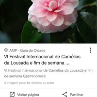 Quais as vossas flores? - 2