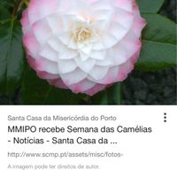 Quais as vossas flores? - 3