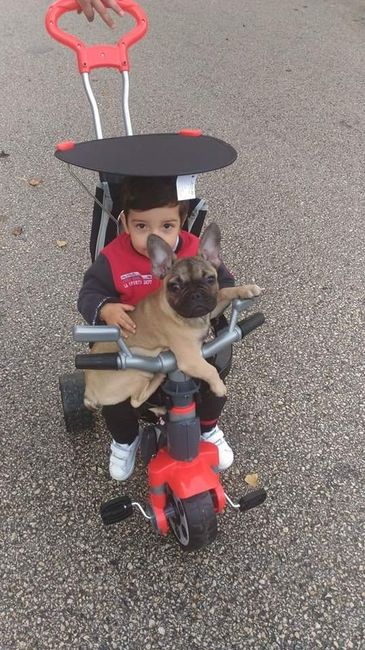Família 4 patas - 1