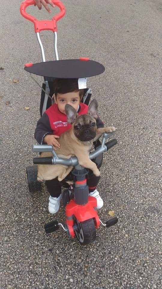Família 4 patas - 1