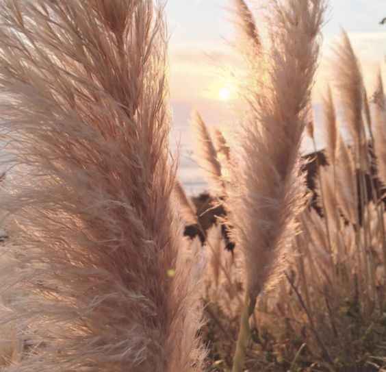 Plumas, decoração perfeita para um casamento boho