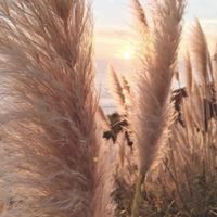 Plumas, decoração perfeita para um casamento boho