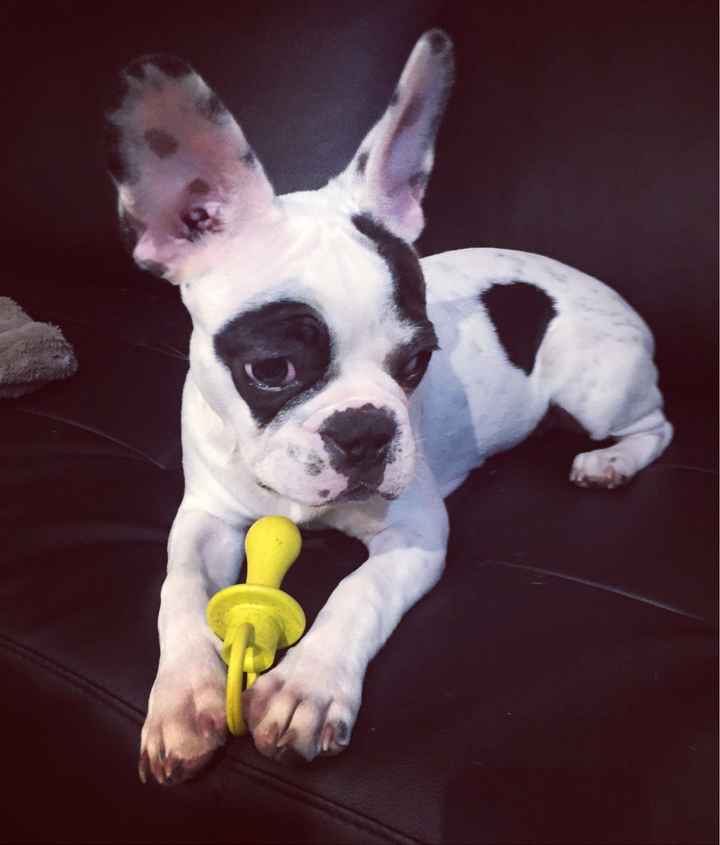 5 fotos do teu amigo de 4 patas no dia C! VOTA! - 2