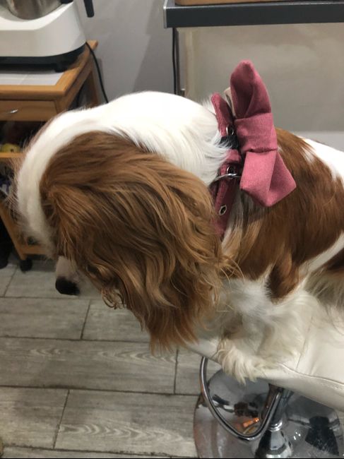 Amigos de 4 patas in pink - 1