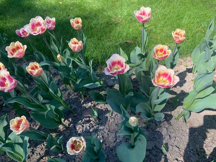 Bouquets de Primavera - 3