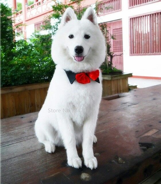 Animais de estimacao - 3