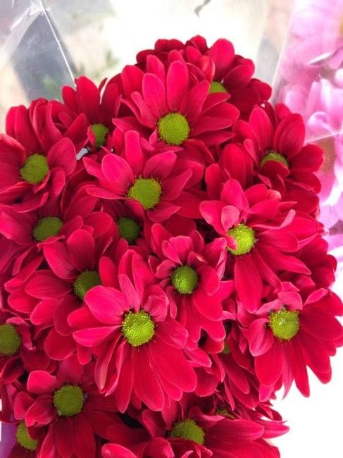 Margaridas para o bouquet