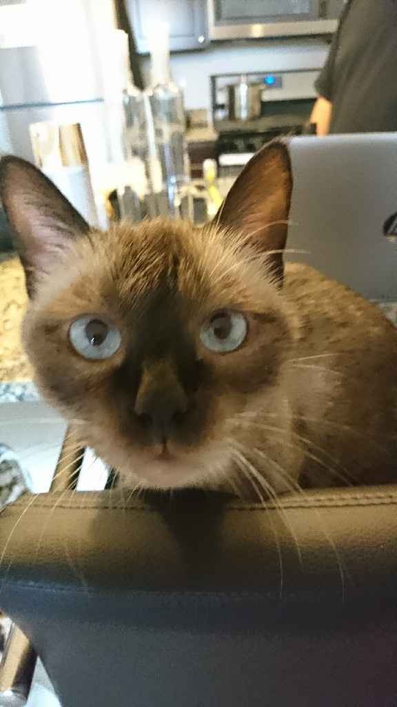 Como se chama a vossa mascota? - 2