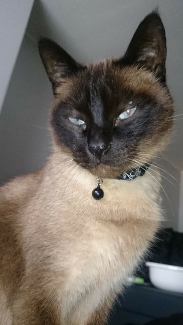 Como se chama a vossa mascota? - 1