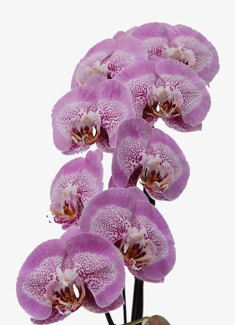Bouquet : Orquídeas - 2