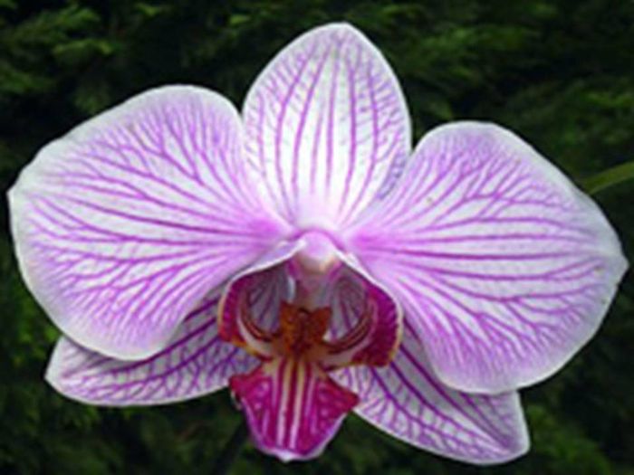 Bouquet : Orquídeas - 5