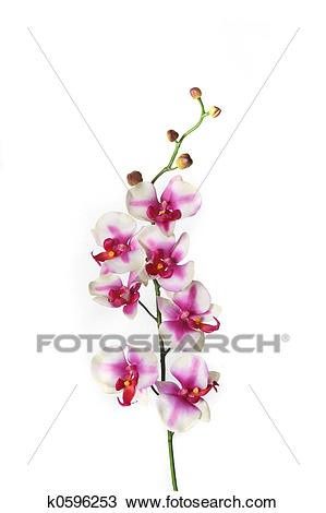 Bouquet : Orquídeas - 6