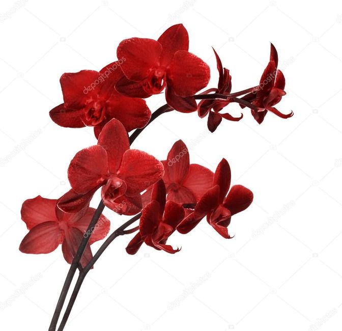 Bouquet : Orquídeas - 7