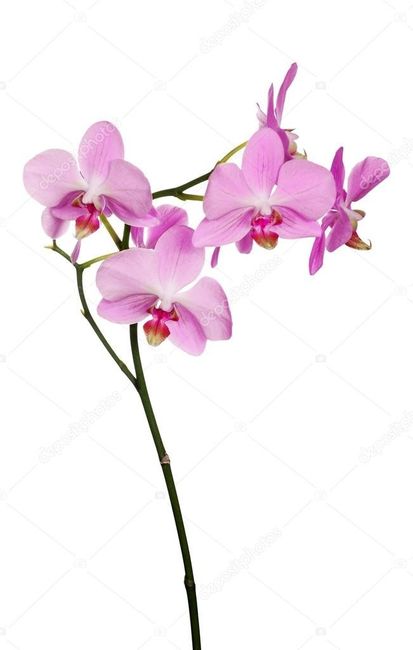 Bouquet : Orquídeas - 8