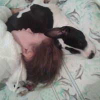 Animais de estimação...sim ou não? - 1