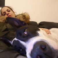 Animais de estimação...sim ou não? - 2