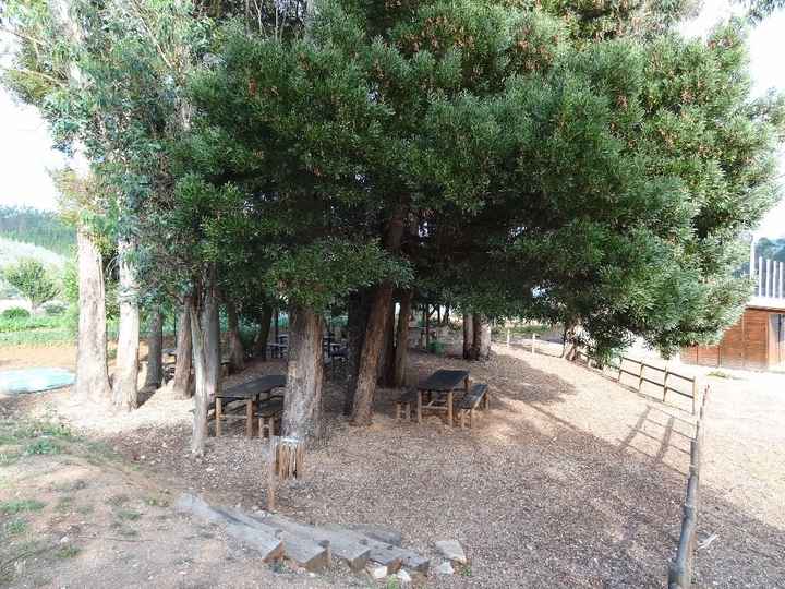 Foz de Alge