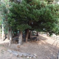 Foz de Alge