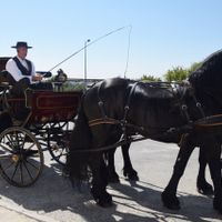 Cavalos