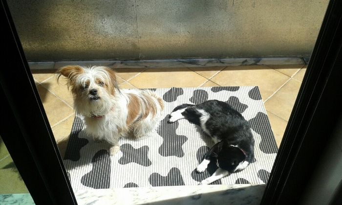 Qual o vosso animal de estimação? - 1