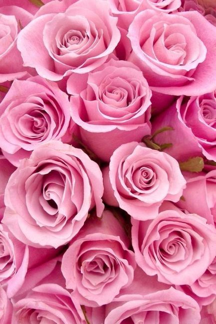 Acho rosas lindas, para mim são simbolo de fé , força e coragem por isso logo as tinha de ter no meu