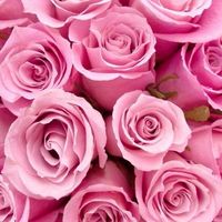 Acho rosas lindas, para mim são simbolo de fé , força e coragem por isso logo as tinha de ter no meu