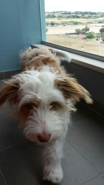 Família 4 patas - 1