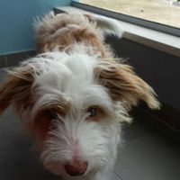 Família 4 patas - 1