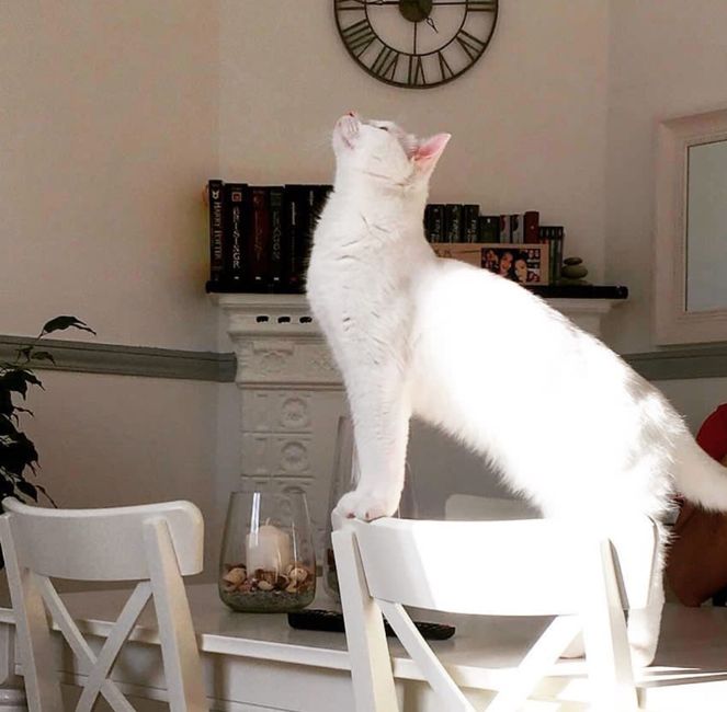 Um rosto novo pela Comunidade! 😍😍 1