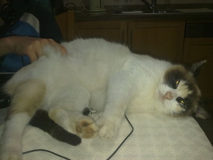 Pupi  :)