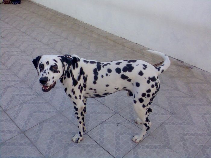 Mickey