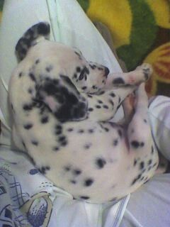 Mickey