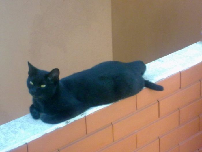 AMor da minha vida