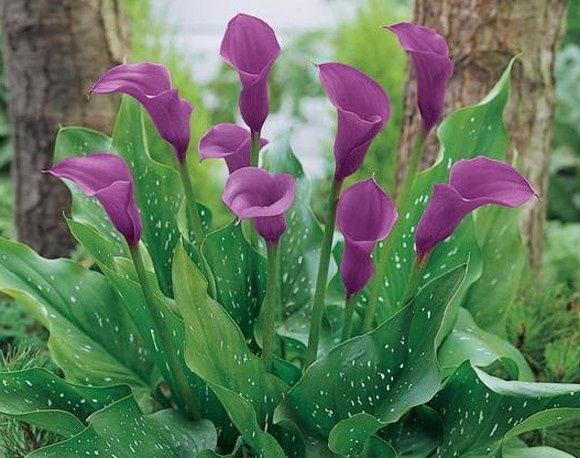 Flores