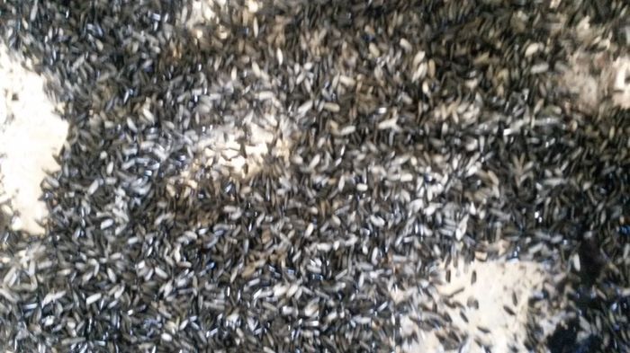 Arroz preto
