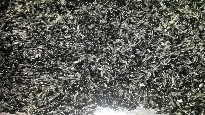 Arroz preto