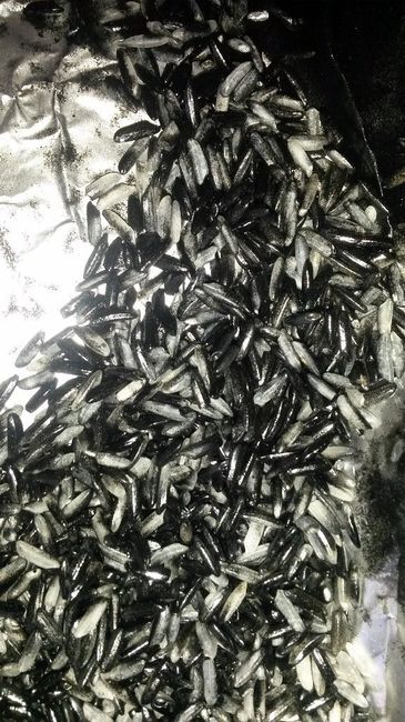 Arroz preto