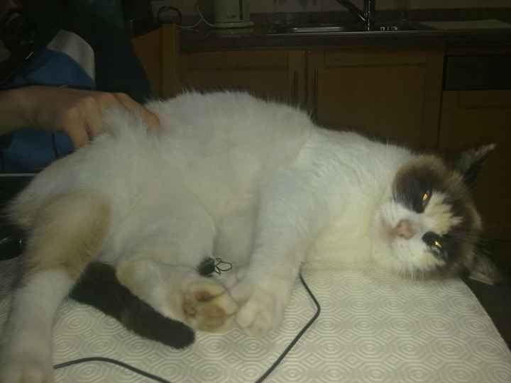 Pupi  :)