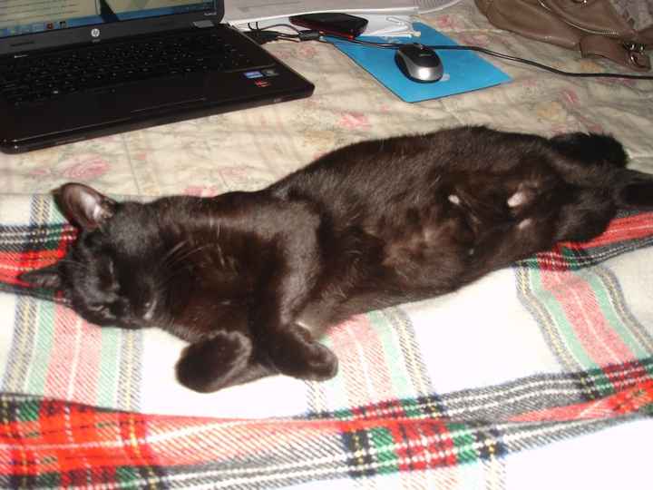 Boldi