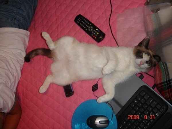 Pupi  :)