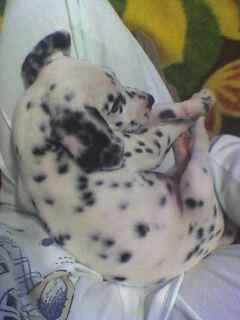 Mickey