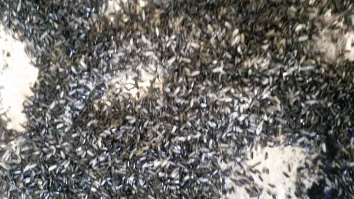 Arroz preto