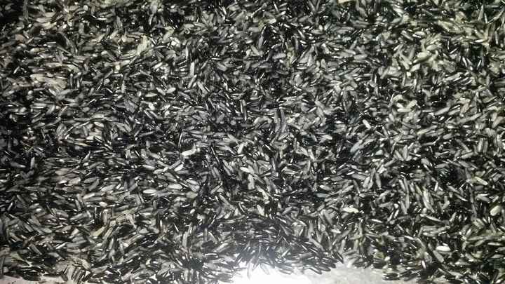 Arroz preto
