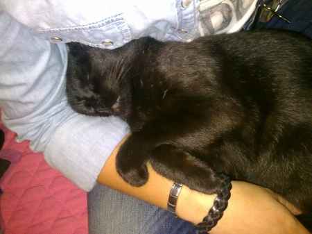 Minha gatinha
