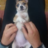 A minha menina 