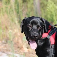 Dilema: animais de estimação em casa, sim ou não? - 1
