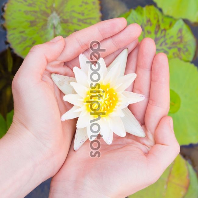 flor de lotus 