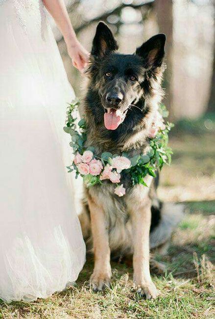 Coroas de flores - amiguinhos de 4 patas - 3