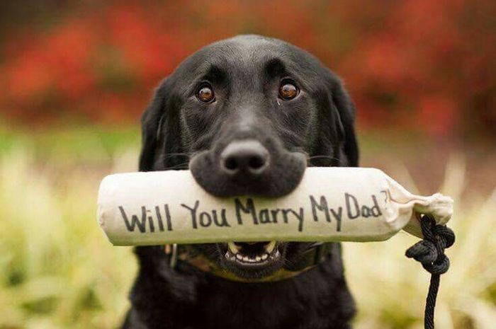 Pedido de casamento - amiguinhos de 4 patas - 1